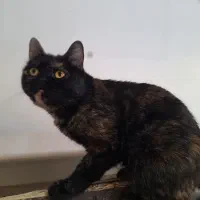 میکس بریتیش پرشین