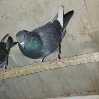 گمشده|پرنده|ساوه, |دیوار