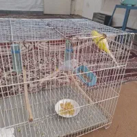 دو عدد مرغ عشق با دوتا تخم و قفس  و تاب