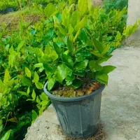 یاس هلندی سطل سه و نیم