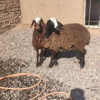 ۲ راس بره ماده یکی افشار وشالی اصل|حیوانات مزرعه|قزوین, |دیوار