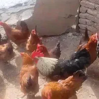 خروس محلی اصیل|حیوانات مزرعه|نوبران, |دیوار