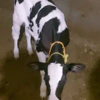 گاو شیری با بز معاوضه دارم|حیوانات مزرعه|ایلام, |دیوار