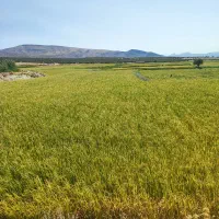 برنج چمپه  اصل  کامفیروز