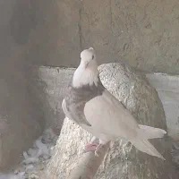 طوقی خرمایی خال سیاه|پرنده|فامنین, |دیوار