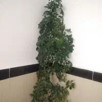 گل های آپارتمانی