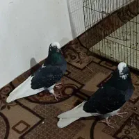 کبوتر|پرنده|چهاربرج, |دیوار