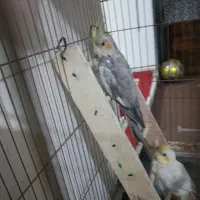 عروس هلندی|پرنده|چهاردانگه (تهران), |دیوار