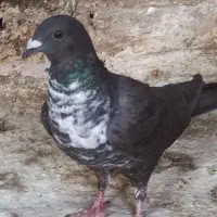 ماده سینه سفید