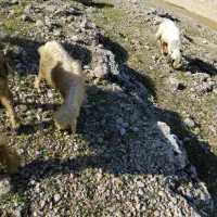 فروش ۴ راس بره برای پروار خوب هستن