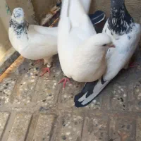 سه تا کفتر خوب پرستی بفرش می‌رسد هرعزیزی خواست|پرنده|قرچک, صالح آباد|دیوار