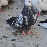 کبوتر دمبی|پرنده|میانه, |دیوار