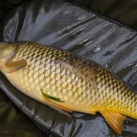 ماهی کپور طلایی
