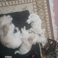 توله سگ پاکوتاه|سگ|زنجان, |دیوار