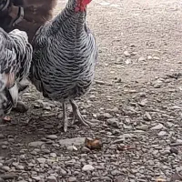 حیوانات محلی|حیوانات مزرعه|رضوانشهر, |دیوار