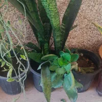 گل های شاداب و سرحال|گل و گیاه طبیعی|چابهار, |دیوار