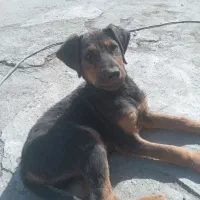 سگ دوبر من بومی|سگ|تهران, فلسطین (میدان انقلاب)|دیوار