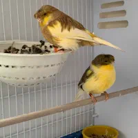 جفت قناری گلستر