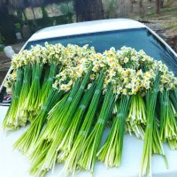 گل نرگس کازرون.جزعی،عمده.