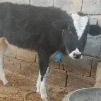 دو راس گوساله ماده نژاد دار