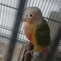 گرینچیک. عروس.قناری.فروش ومعاوضه با مرغ خروس