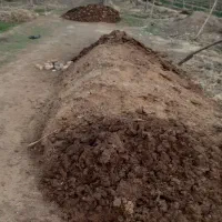 کود حیوانی گوسفندی