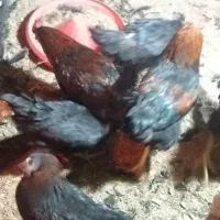 مرغ و خروس بلک استار جوان|حیوانات مزرعه|کاشان, طاهرآباد|دیوار