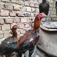 خروس و مرغ لاری