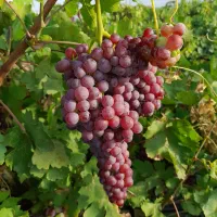 نهال انگور خارجی ایرانی بصورت ریشه لخت وگلدانی