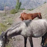 مادیون 5 ساله با کره ۱۵ ماهه