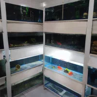 اکواریوم سالنی