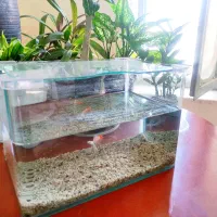 آکواریوم شرکتی کوچک