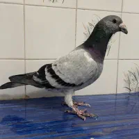 سلام. شامی و سوسکی سبز موقعیت کاشمر|پرنده|کاشمر, |دیوار