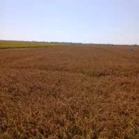 پشت کمباین شلتوک فروشی