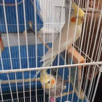 عروس هلندی