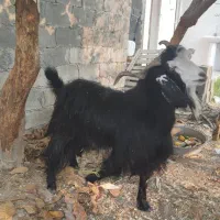 مزرعه وحیوانات