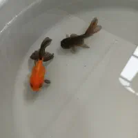 ماهی گلدفیش گرید A