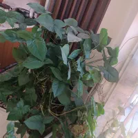 گل طبیعی|گل و گیاه طبیعی|تهران, فرحزاد|دیوار