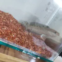 چانا بلو پالچرا|ماهی|برخوار, |دیوار