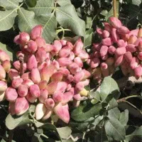 باغ پسته آماده برداشت