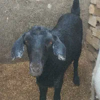 گوسفند|حیوانات مزرعه|میبد, |دیوار