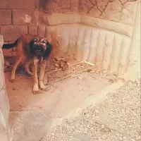 فروش توله سرابی