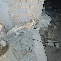 سگ پاکوتاه