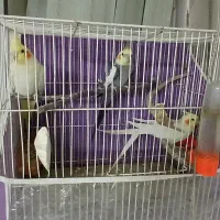 ۳عدد عروس هلندی و ۳عدد کوتوله