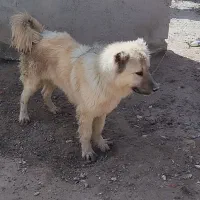 سراب نر