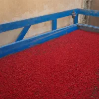 زرشک پفکی اعلا