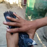 کبوتر مسافتی معاوضه با طوقی ماده|پرنده|خان ببین, |دیوار