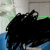 یک جفت مرغ عشق اسپانگل