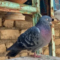 همه نوع کفتر دونه ای ۱۰۰|پرنده|هرسین, |دیوار