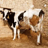 گاو با گوساله ماده درجه یک کاه خور|حیوانات مزرعه|الیگودرز, |دیوار